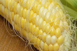 敦玉518玉米品种基本信息，高抗玉米螟