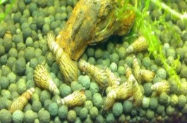 养马来螺需要用沙子吗，没有沙子也能养