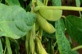 铁豆55号大豆栽培技术要点，密度1.0～1.3万株/亩
