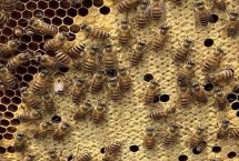 蜂螨的危害特征，可用触杀剂、熏蒸剂或熏烟剂