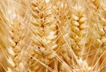中育1702小麦栽培技术要点，适宜播种期10月上中旬