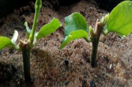 茉莉花的种植方法，扦插后要浇水保湿并放在通风处