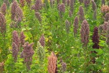 藜麦适合什么土壤种植，绝对不可连作