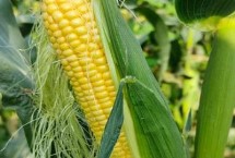 金秋玉45玉米栽培技术要点，每亩加施复合肥15-25公斤