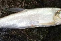 河里钓翘嘴鱼用什么打窝最好，建议用嫩玉米粒、酒糟、豆粕等