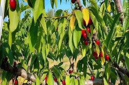 樱桃树新芽尖干枯如何处理，根据发生原因采取对应措施