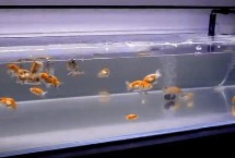 裸缸首选鱼种，包括地图鱼、草金鱼、斑马鱼、孔雀鱼等品种