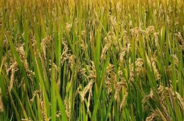泰优2165水稻栽培技术要点，注意及时防治病虫害