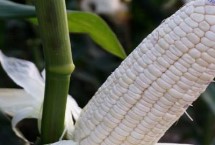 陕单803玉米栽培技术要点，两年区试平均生育期125天