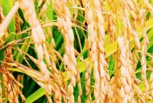 盐粳219水稻栽培技术要点，生育期158天