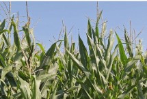 F2088玉米栽培技术要点，高抗丝黑穗病