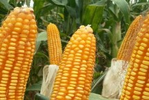 乐农108玉米栽培技术要点，4月20日－5月15日播种