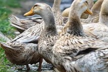 麻鸭有多少个品种，养殖方式不同