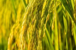 通育268水稻栽培技术要点，每亩有效穗数23.8万