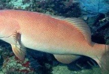 石斑鱼的种类，种类繁多分布在不同地区