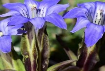 种植龙胆草注意事项，富含腐殖质的壤土或沙壤土种植为佳