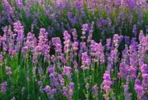 薰衣草如何种植才好，花期通常为6月到8月