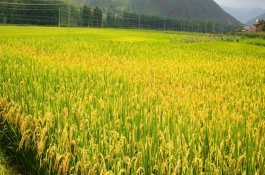 徽两优348水稻栽培技术要点，全生育期为137.6天