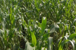 康玉3号玉米栽培技术要点，全生育期155天