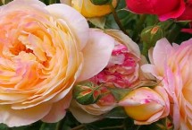 香水月季的定植株距，春秋季节要注意增加浇水频率