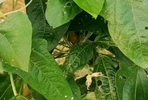 防治方式，首先可以选择天敌来防治