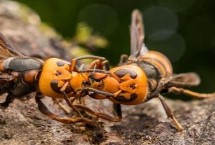 蜜蜂有什么生活习性，杀人蜂排名第一