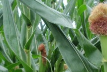 华太529玉米栽培技术要点，全生育期104天