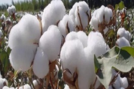新陆早57号棉花栽培技术要点，其余在棉花生育期随水滴施
