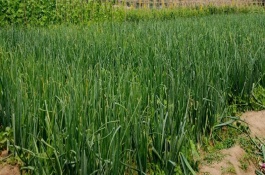 洋葱不宜施用哪种化肥，具体种植时间与地区有关