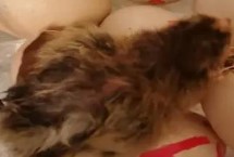 孵化小鸡什么时候凉蛋，分自然孵化和人工孵化