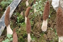 种植羊肚菌的前景，一亩地需要1万元左右