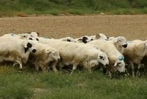 圈养羊可长期喂青储吗，羊舍要注意防寒保暖