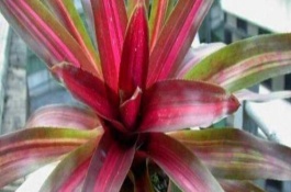 金边五彩凤梨的繁殖方式，需通过浇水让土壤保持微湿状态