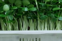 冬季种植萝卜芽不出芽怎么办，选用子粒饱满且个头大的优质萝卜种子