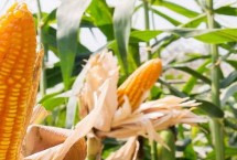 春糯15玉米栽培技术要点，鲜食糯玉米品种