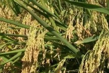 镇稻36号水稻栽培技术要点，每亩有效穗23.3万