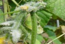 黄瓜结果后为什么瓜就烂了，烂尖初期可喷洒调节剂