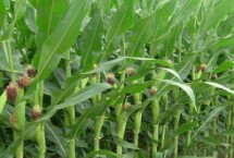 斯达甜230玉米栽培技术要点，斯达甜230玉米种子特点