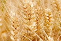 喜丰58小麦栽培技术要点，10月12日以后播种