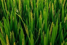 福优9188水稻栽培技术要点，苗期注意防治稻蓟马