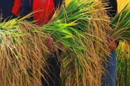 H600玉米栽培技术要点，一般应防治3次