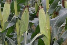 沃玉835玉米栽培技术要点，适宜密度为5000株/亩左右