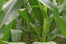 高康318玉米栽培技术要点，平均生育期126.4天
