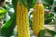 咸科203玉米栽培技术要点，注意防治病虫害