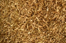 大豆自留种的注意事项，隐藏的缺点被表现出来从而导致减产