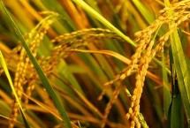 荟丰优533水稻栽培技术要点，每亩有效穗数17.4万