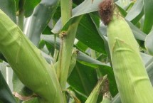 绥爆1号玉米栽培技术要点，夏播生育期105天