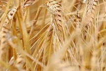 济麦33小麦栽培技术要点，每亩基本苗18万左右