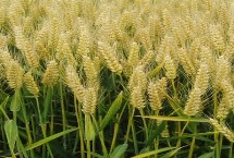 秋乐6号小麦栽培技术要点，中抗条锈病