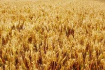 红地33小麦栽培技术要点，高抗倒伏